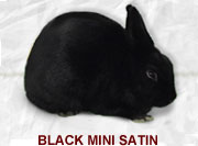 Black Mini Satin