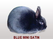 Blue Mini Satin