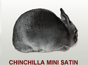 Chinchilla Mini Satin