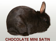 Chocolate Mini Satin