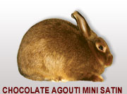 Chocolate Agouti Mini Satin