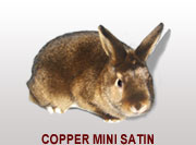Copper Mini Satin
