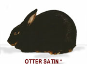 Otter Satin