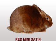 Red Mini Satin