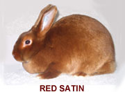 Red Satin