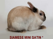 Siamese Mini Satin