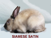 Siamese Satin