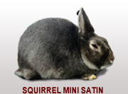Squirrel Mini Satin