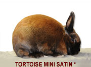 Tortoise Mini Satin