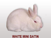 White Mini Satin