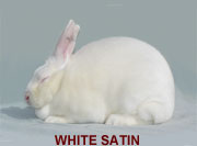 White Satin